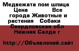 Медвежата пом шпица › Цена ­ 40 000 - Все города Животные и растения » Собаки   . Свердловская обл.,Нижняя Салда г.